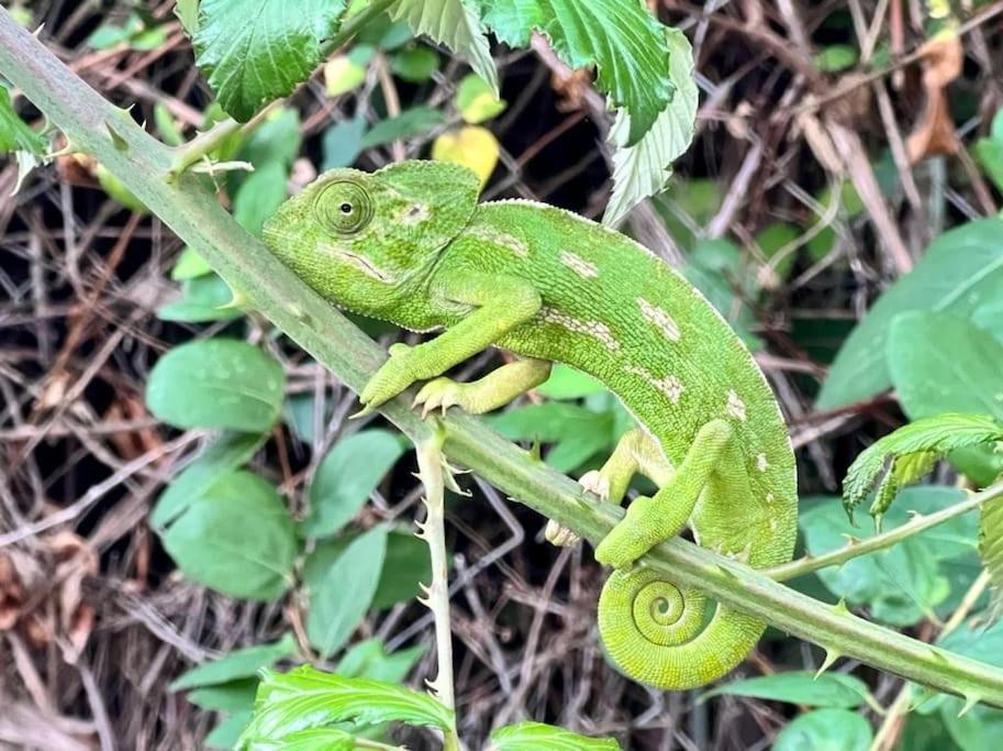 Finca Tierra Sana Естепона Екстер'єр фото