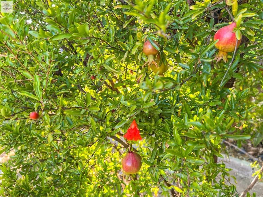 Finca Tierra Sana Естепона Екстер'єр фото